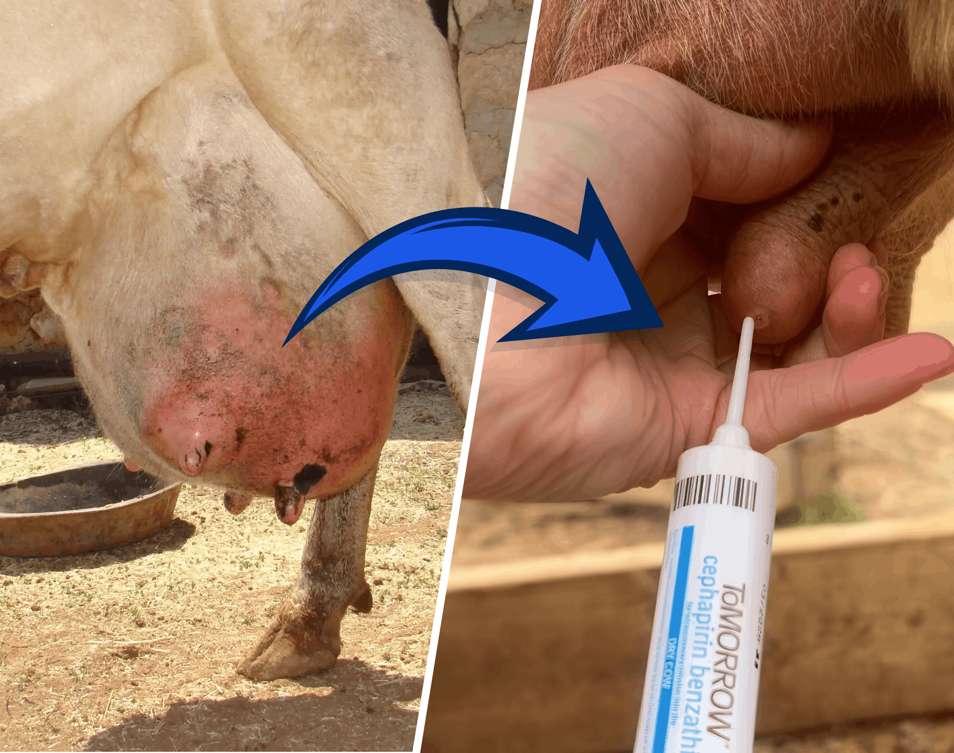 İneklerde Mastitis Tedavisi ve Erken Teşhis Yöntemleri